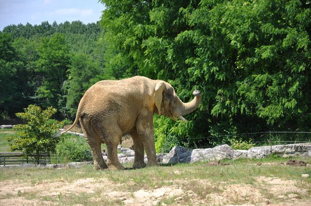 min 2013 07 06 beauval 257